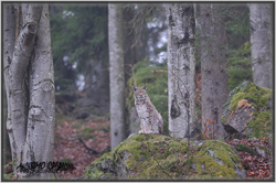 lince