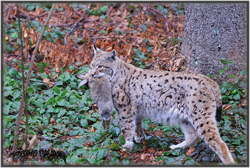 lince