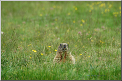 marmotta