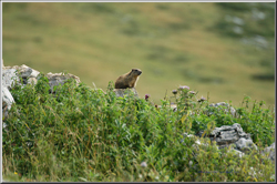 marmotta