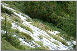 marmotta