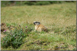 marmotta