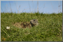 marmotta