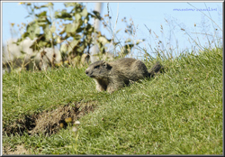 marmotta