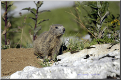 marmotta