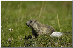 marmotta