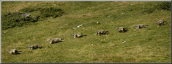 marmotta