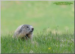marmotta