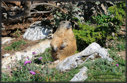 marmotta