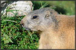 marmotta