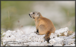 marmotta