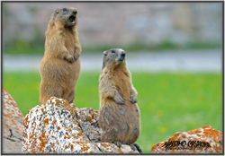 marmotta