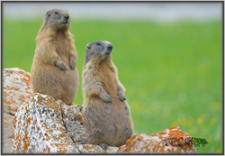 marmotta