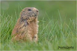 marmotta