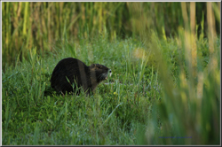 nutria
