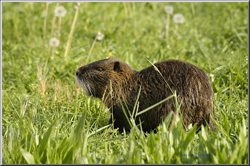 nutria