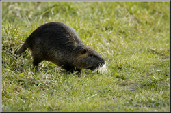 nutria