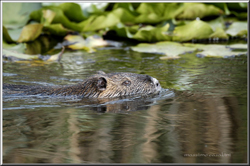 nutria