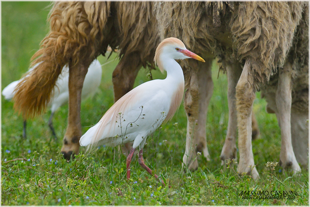 Airone Guardabuoi Casalinimaker It Massimo Casalini Wildlife Nature Photographs