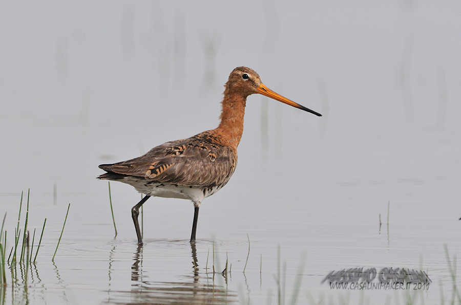 Pittima Reale Casalinimaker It Massimo Casalini Wildlife Nature Photographs